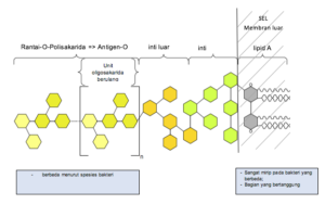 Gambar 2: Struktur umum lipopolisakarida gram negatif (menurut Erridge et al., 2002)