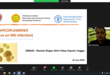 Mycoplasma tidak hanya menyerang saluran pernafasan, tetapi dapat menginfeksi saluran reproduksi khususnya pada sektor pembibitan yang berdampak pada kontaminasi mycoplasma pada DOC.