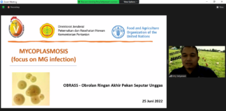 Mycoplasma tidak hanya menyerang saluran pernafasan, tetapi dapat menginfeksi saluran reproduksi khususnya pada sektor pembibitan yang berdampak pada kontaminasi mycoplasma pada DOC.
