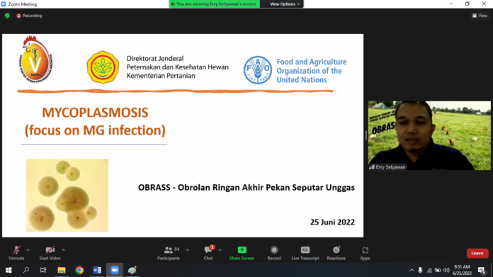 Mycoplasma tidak hanya menyerang saluran pernafasan, tetapi dapat menginfeksi saluran reproduksi khususnya pada sektor pembibitan yang berdampak pada kontaminasi mycoplasma pada DOC.