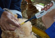 Proses pengambilan sperma ayam (Sumber - BPTU Sembawa)