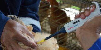 Proses pengambilan sperma ayam (Sumber - BPTU Sembawa)