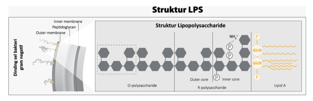 Gambar 1. Lipopolisakarida (LPS), endotoksin yang paling terkenal, terdapat pada membran luar bakteri Gram-negatif, seperti Salmonella dan E. coli.