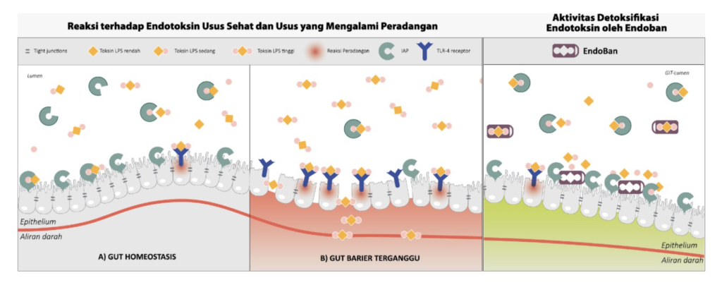 Gambar 2. Reaksi Endotoksin pada usus sehat dan usus yang mengalami peradangan. Dapat dilihat bahwa pada usus yang mengalami peradangan, gut barrier atau pertahanan usus terganggu.