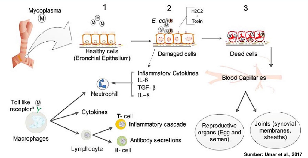 Pada ayam modern, patogenesis, dan respon imunitas terhadap tantangan Mycoplasma synoviae (Ms) sudah diketahui para peneliti secara utuh. Berbeda dengan Mg, ternyata Ms mampu menyebar dalam tubuh ayam via sistem sirkulasi, sehingga bisa mencapai sistem pencernaan, sistem reproduksi atau bahkan persendian dan mengakibatkan sinovitis.