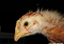 Pada infeksi Mikoplasma (Mg atau Ms) yang sangat dini, ayam menunjukkan gejala klinis depresi ringan yang disertai dengan adanya konjungtivitis (radang konjungtiva) akut. Pada foto tampak konjungtivitis berciri edema dan hiperkapilarisasi konjungtiva terutama terlihat pada area canthus medialis mata (sudut mata).