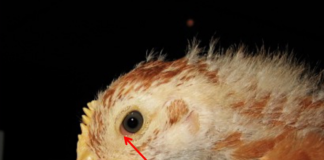 Pada infeksi Mikoplasma (Mg atau Ms) yang sangat dini, ayam menunjukkan gejala klinis depresi ringan yang disertai dengan adanya konjungtivitis (radang konjungtiva) akut. Pada foto tampak konjungtivitis berciri edema dan hiperkapilarisasi konjungtiva terutama terlihat pada area canthus medialis mata (sudut mata).