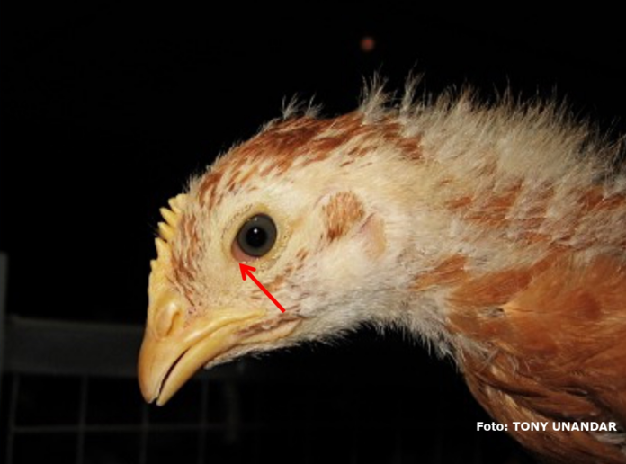 Pada infeksi Mikoplasma (Mg atau Ms) yang sangat dini, ayam menunjukkan gejala klinis depresi ringan yang disertai dengan adanya konjungtivitis (radang konjungtiva) akut. Pada foto tampak konjungtivitis berciri edema dan hiperkapilarisasi konjungtiva terutama terlihat pada area canthus medialis mata (sudut mata).