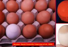 Walaupun mekanisme terjadinya EAA belum diketahui secara rinci, namun Eggshell Apex Abnormalities (EAA) merupakan gejala khas (patognomonik) untuk infeksi Mycoplasma synoviae (Ms) pada ayam tipe petelur (ayam bibit/breeder maupun ayam petelur komersial).