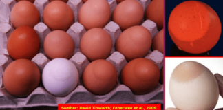 Walaupun mekanisme terjadinya EAA belum diketahui secara rinci, namun Eggshell Apex Abnormalities (EAA) merupakan gejala khas (patognomonik) untuk infeksi Mycoplasma synoviae (Ms) pada ayam tipe petelur (ayam bibit/breeder maupun ayam petelur komersial).