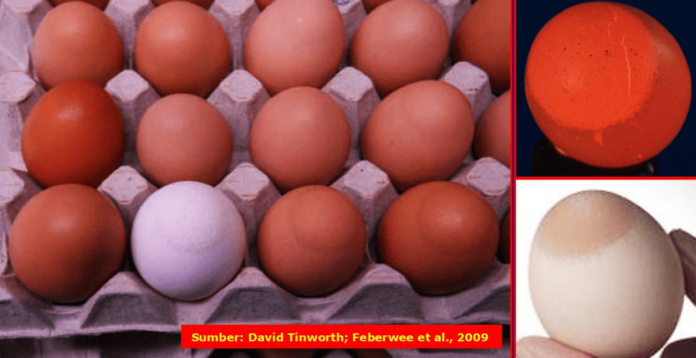 Walaupun mekanisme terjadinya EAA belum diketahui secara rinci, namun Eggshell Apex Abnormalities (EAA) merupakan gejala khas (patognomonik) untuk infeksi Mycoplasma synoviae (Ms) pada ayam tipe petelur (ayam bibit/breeder maupun ayam petelur komersial).