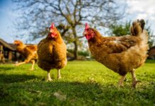 (Sumber: onegreenplanet.org)