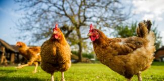 (Sumber: onegreenplanet.org)