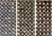 Perbedaan warna kerabang telur puyuh dari kiri ke kanan; kerabang warna putih dan sedikit bintik; Kerabang warna coklat muda dan sedikit bintik; Kerabang warna coklat tua dan penuh bintik.