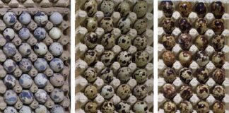 Perbedaan warna kerabang telur puyuh dari kiri ke kanan; kerabang warna putih dan sedikit bintik; Kerabang warna coklat muda dan sedikit bintik; Kerabang warna coklat tua dan penuh bintik.