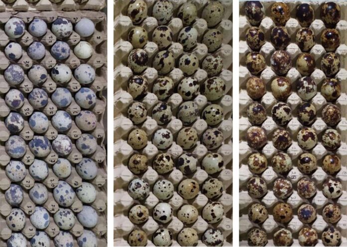 Perbedaan warna kerabang telur puyuh dari kiri ke kanan; kerabang warna putih dan sedikit bintik; Kerabang warna coklat muda dan sedikit bintik; Kerabang warna coklat tua dan penuh bintik.