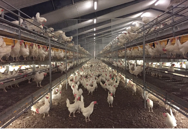 Aviary System Combo from SKIOLD