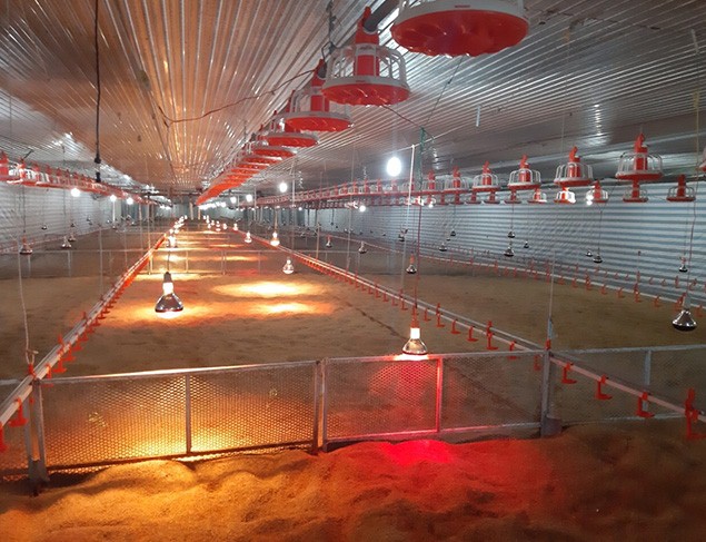 Infrared Lights for Poultry from JK Lighting