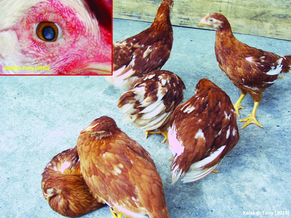 Gejala saraf yang variatif umumnya sangat dominan pada kasus AE yang terjadi pada layer grower (pullet) dengan umur yang paling muda berkisar 5-7 minggu dalam bentuk inkoordinasi, paresis, paralisis, tremor, ataxia, konvulsio, serta tortikolis. Pasca fase kesembuhan, sering kali juga ditemukan katarak (biasanya unilateral) dan atau kebutaan yang umum ditemukan pada layer komersial dan broiler breeder (foto dalam boks), tetapi jarang pada broiler.